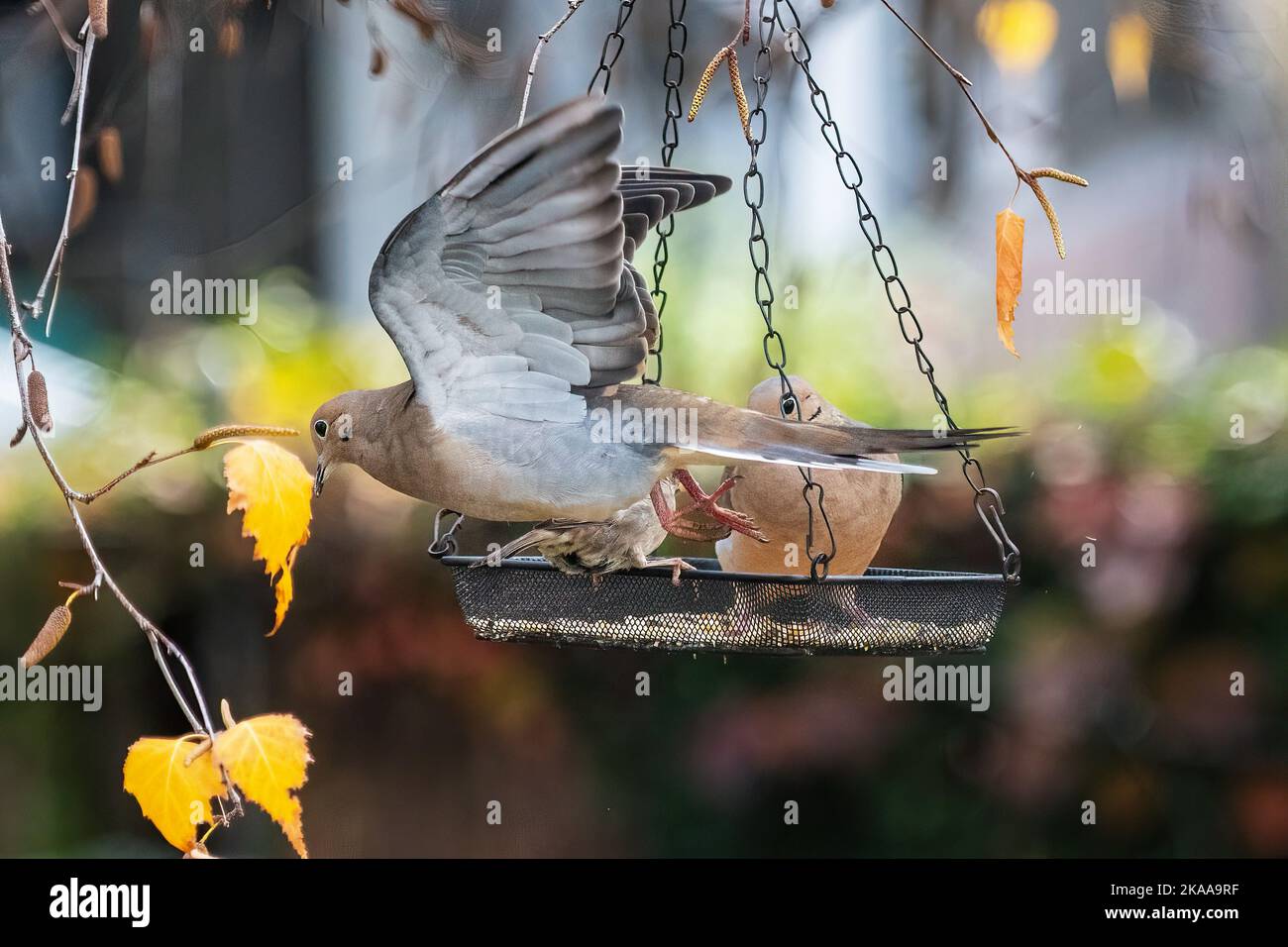Mourning dove feeder hires stock photography and images Alamy