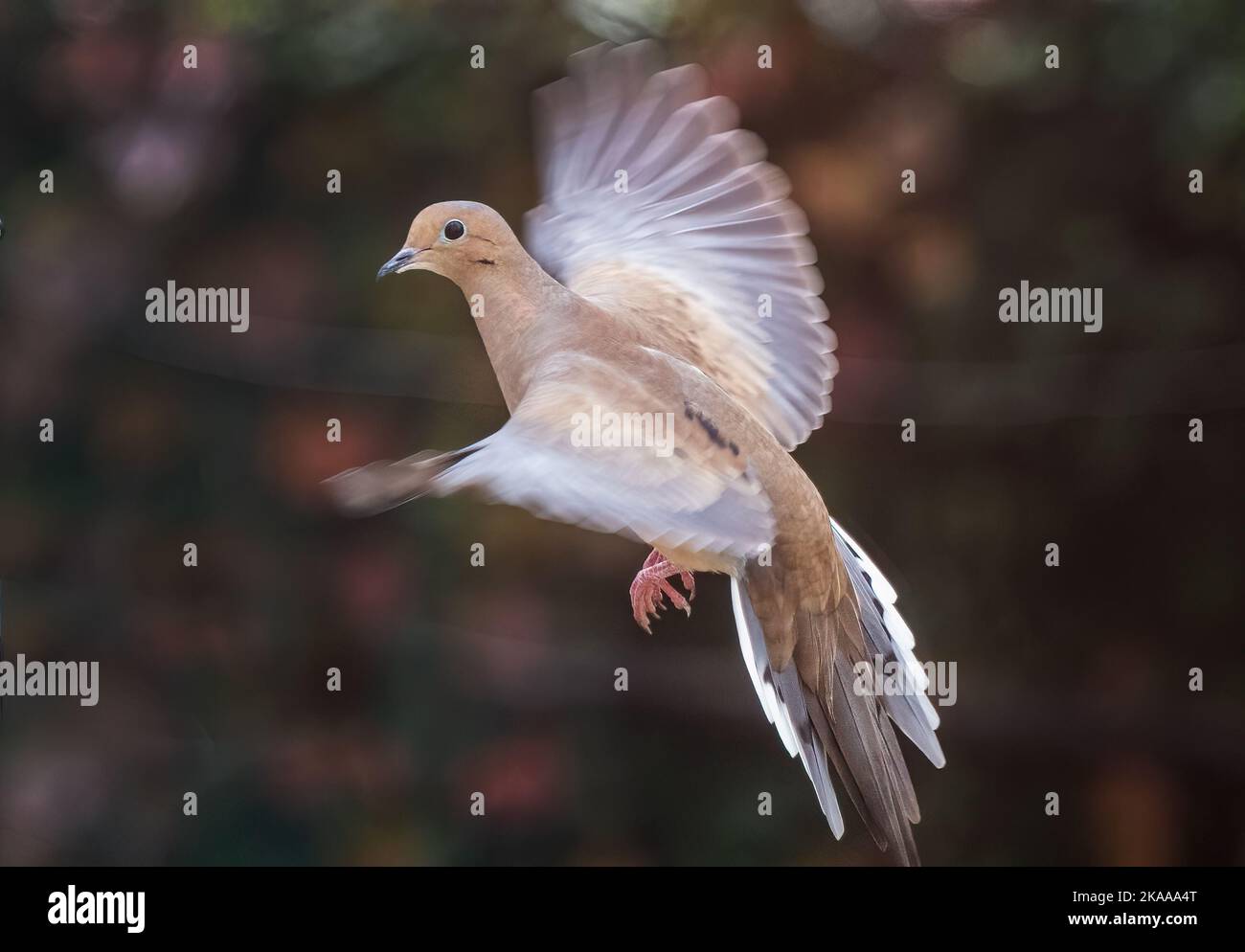 Mourning dove flight Stock Photo