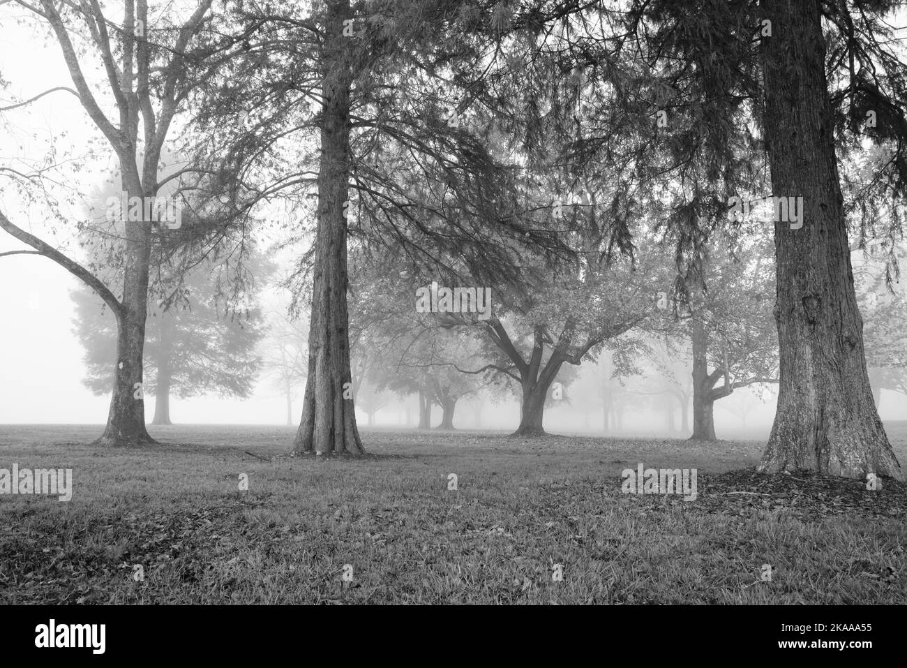 Foggy Morning look through trees Stock Photo Alamy