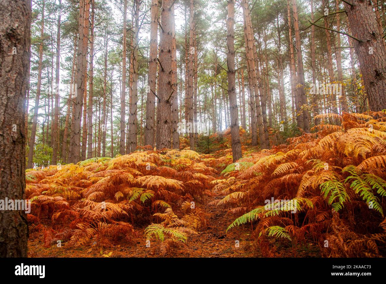 Autumnal coloured bracken  in the conifer  woodlands on Kinver Edge Staffordshire  England Stock Photo