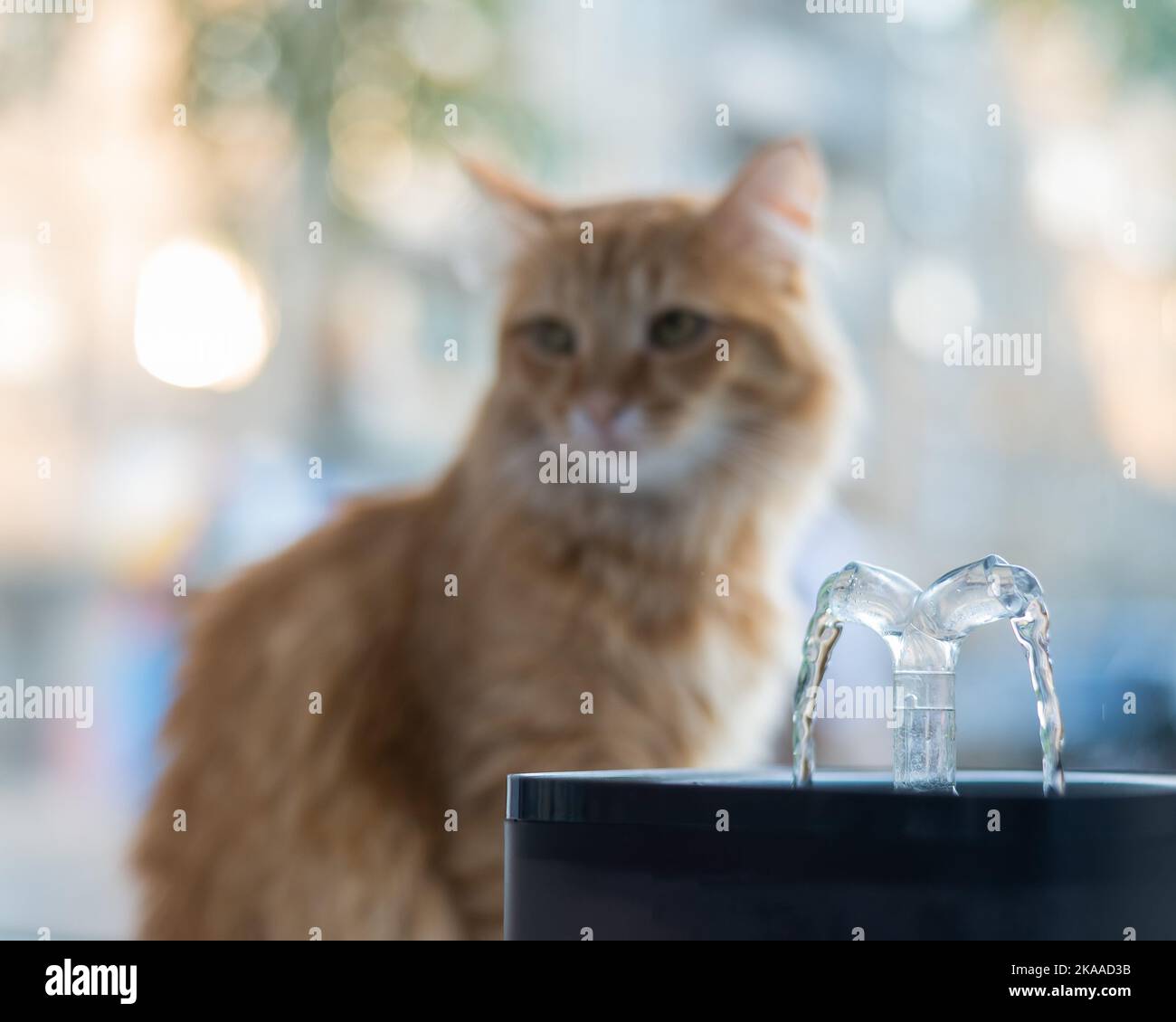 Ginger cat drinks fresh water from an electric drinking fountain Stock