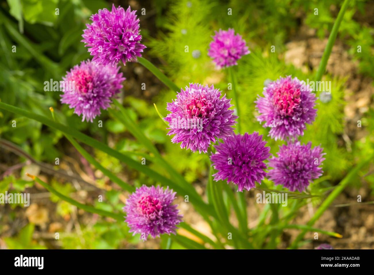 Chives, the colourful pink flowers of the Common Chive, Allium schoenoprasum in a cottage garden Stock Photo