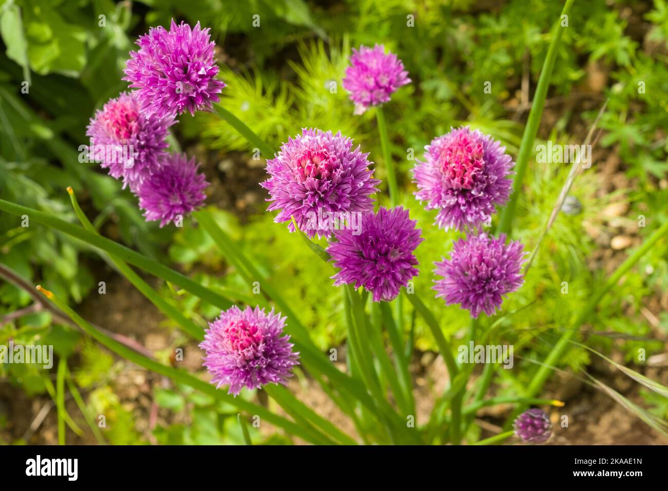 Chives, the colourful pink flowers of the Common Chive, Allium schoenoprasum in a cottage garden Stock Photo