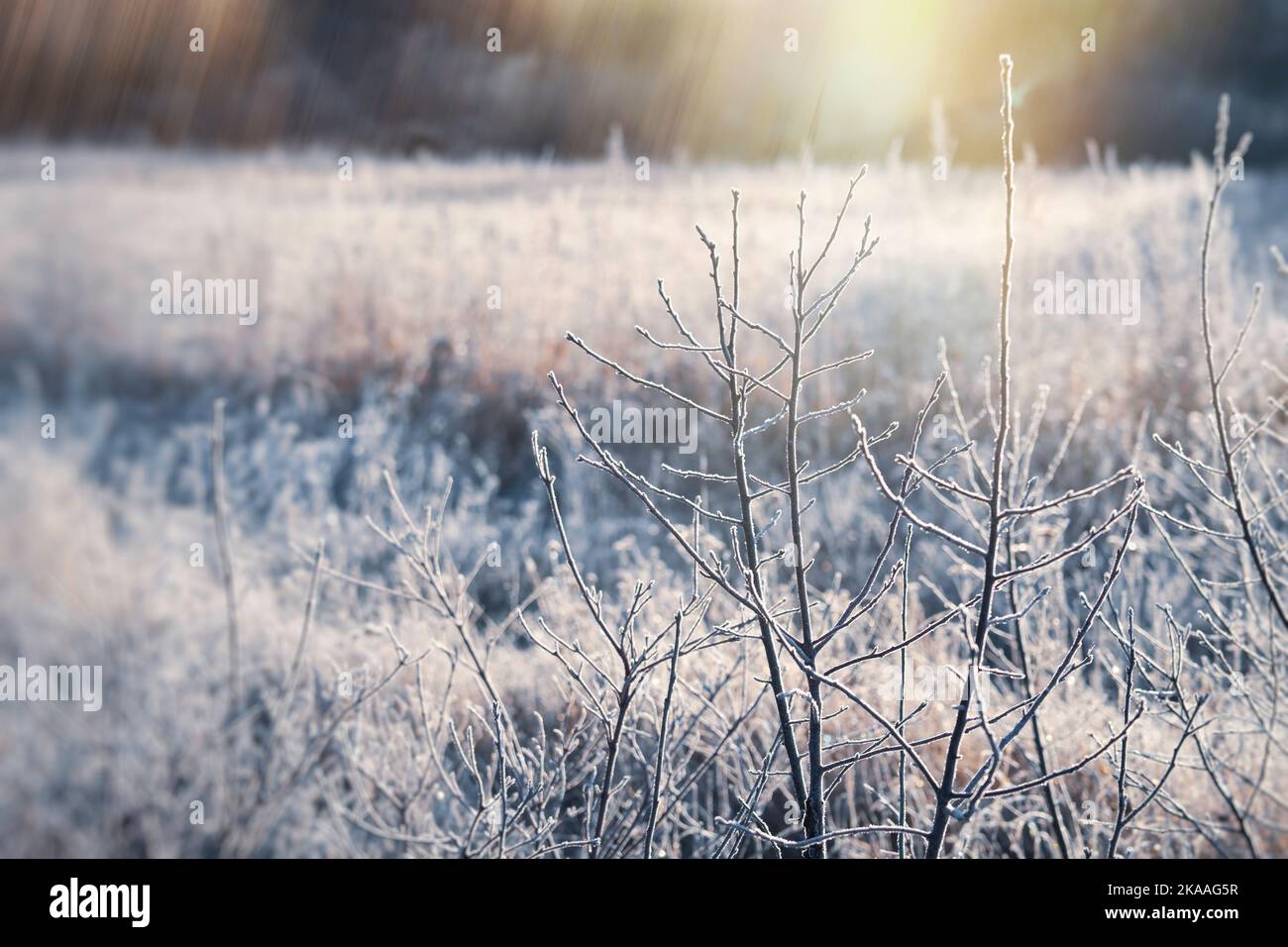 Early morning sun on frosty grasses and wild vegetation. Stock Photo