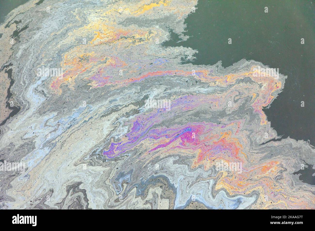 Pollutants mix with seaweed in harbor water; Kodiak; Alaska; USA Stock Photo
