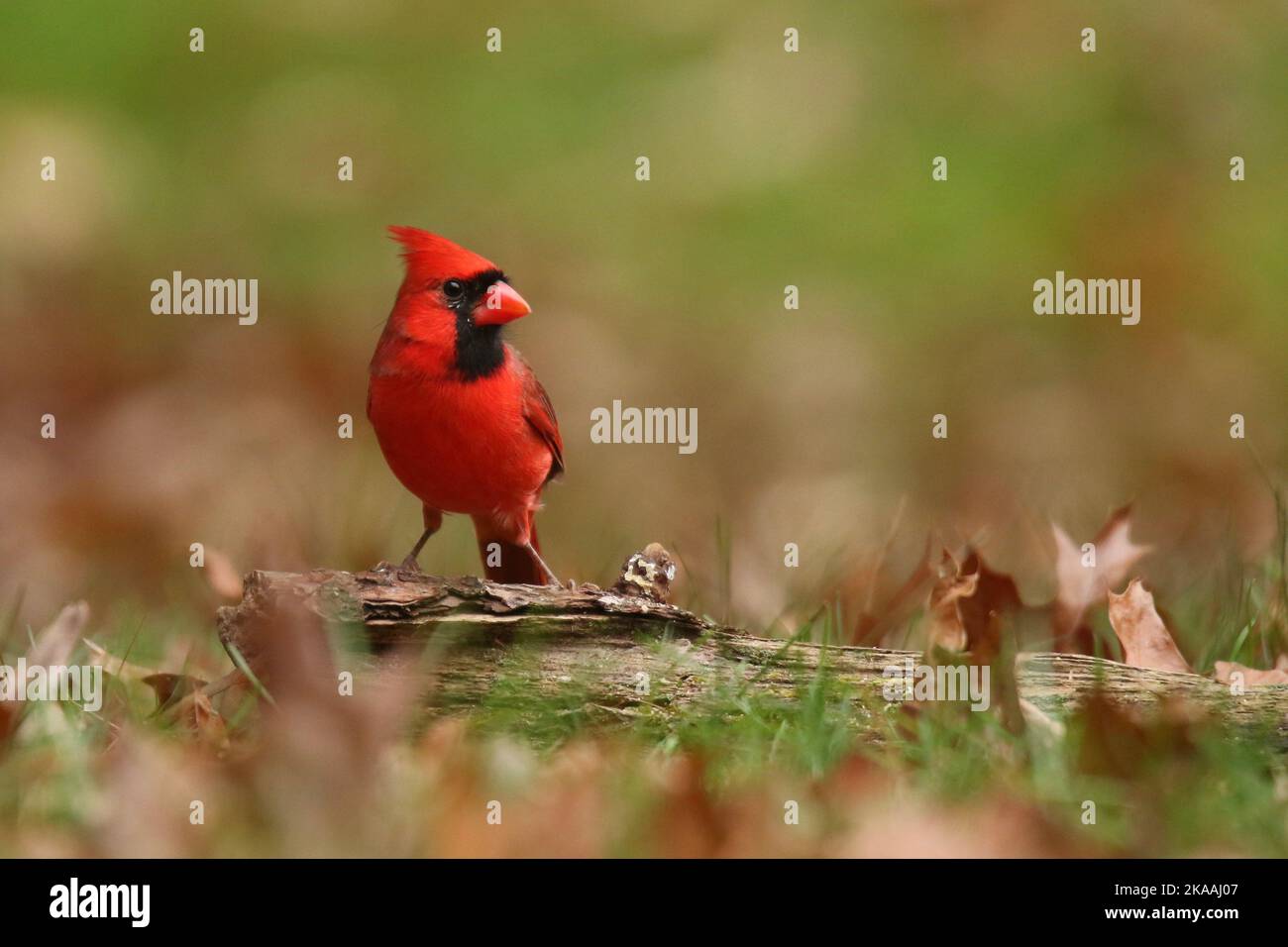 Bright red northern cardinal out looking for food in a backyard in Fall Stock Photo