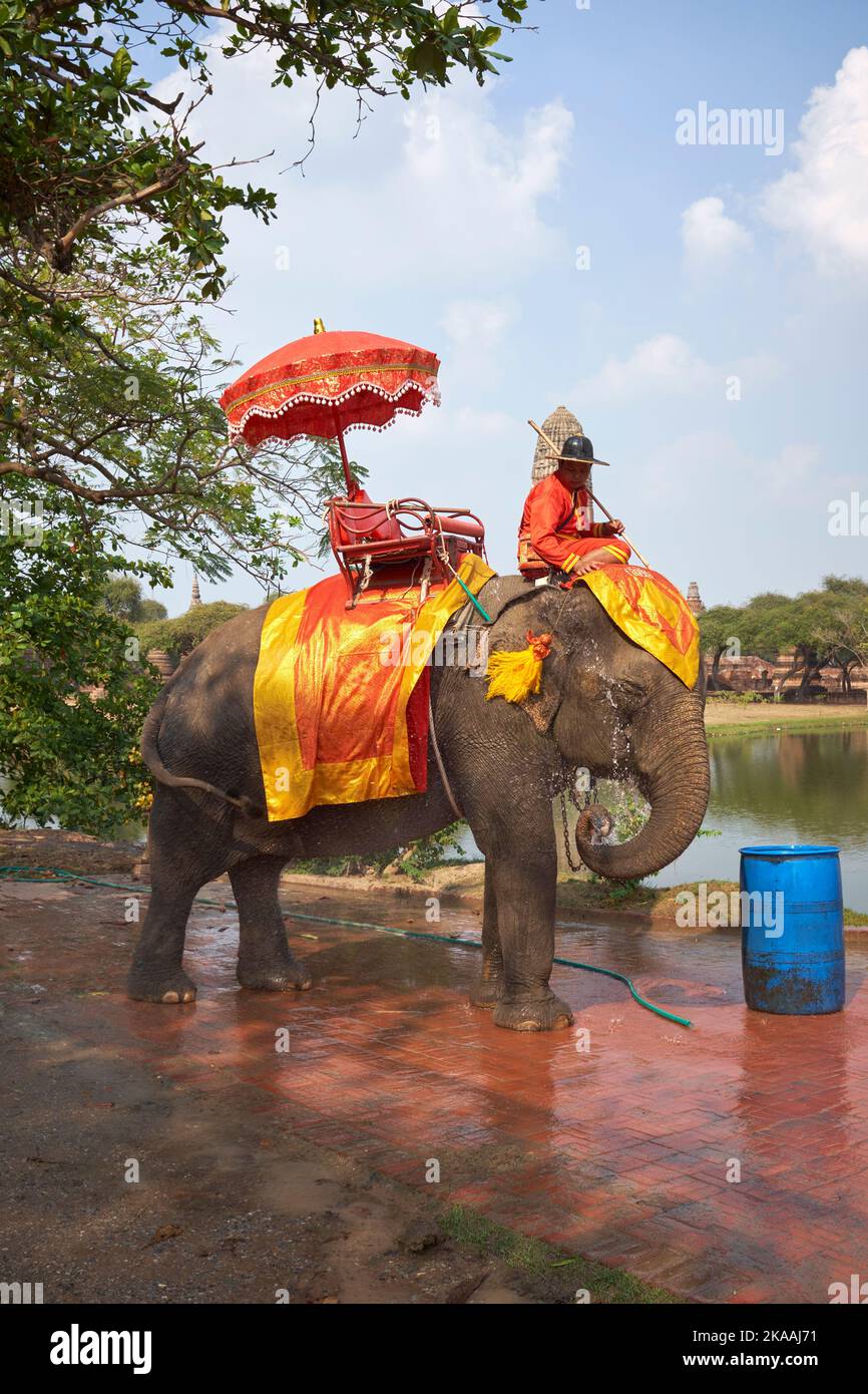 Elephant Rides in Ayutthaya Thailand Stock Photo Alamy