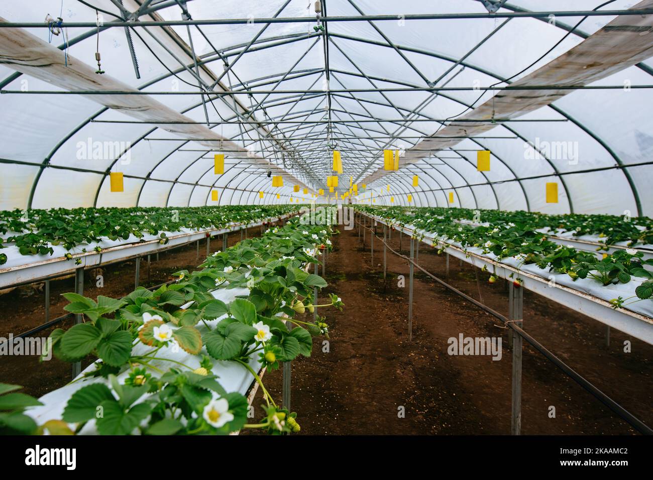 Growing of strawberries in a modern greenhouse Stock Photo - Alamy