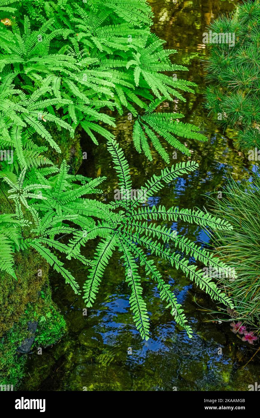 Maidenhair ferns, Butchart Gardens, Brentwood Bay, Greater Victoria, British Columbia, Canada Stock Photo