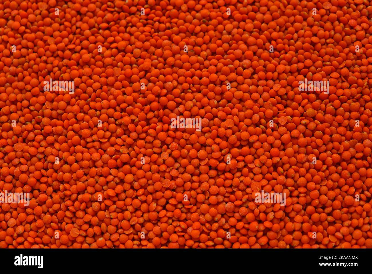 lentil groats .vegetable protein. Bean products. Dry lentil orange