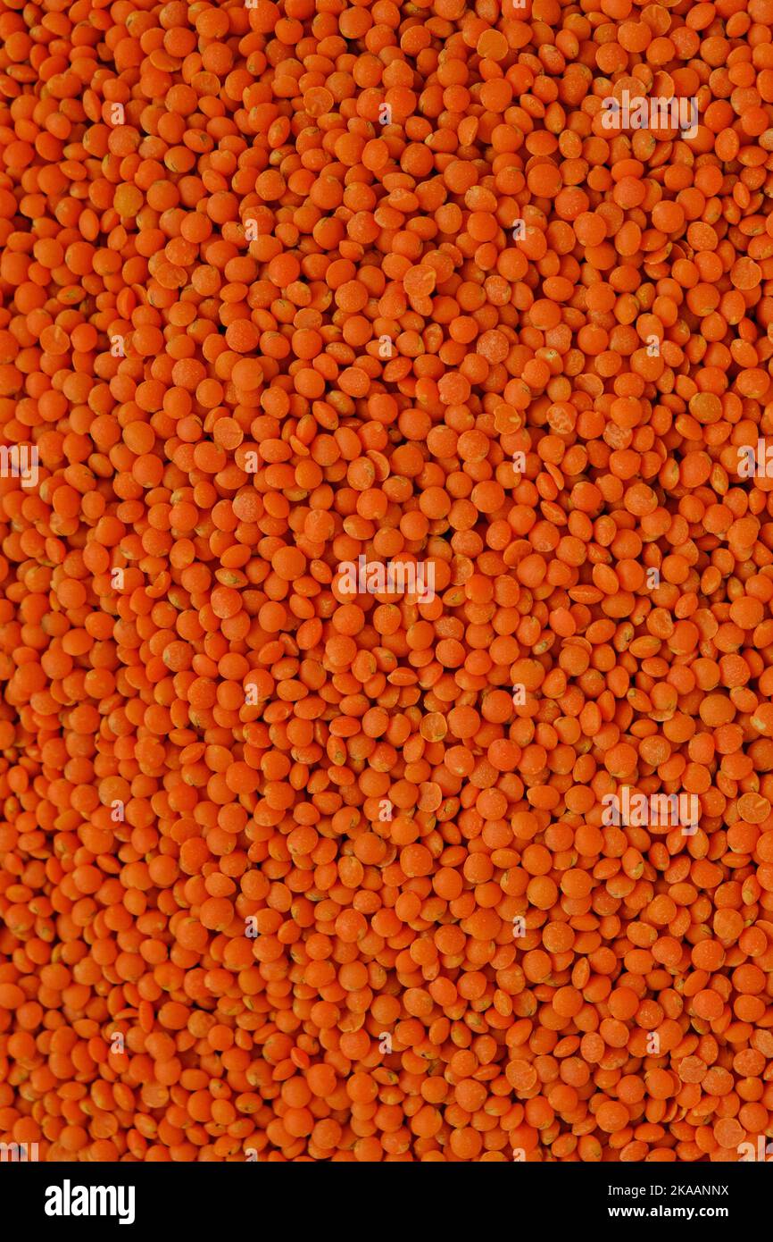 Bean products. Dry lentil orange grits.Cereals and legumes