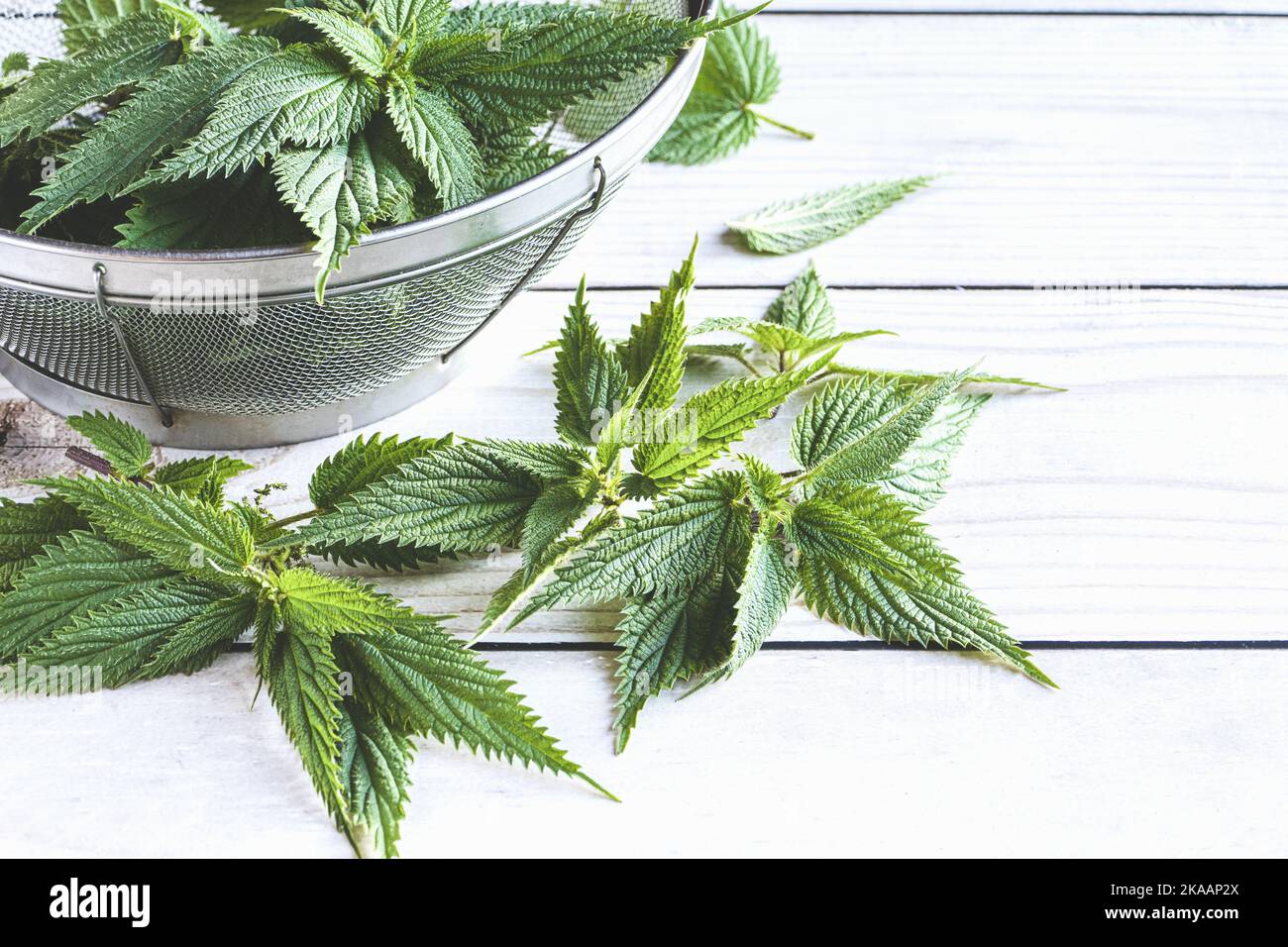 Stinging nettle in strainer on table, fresh nettle leaf, medicinal