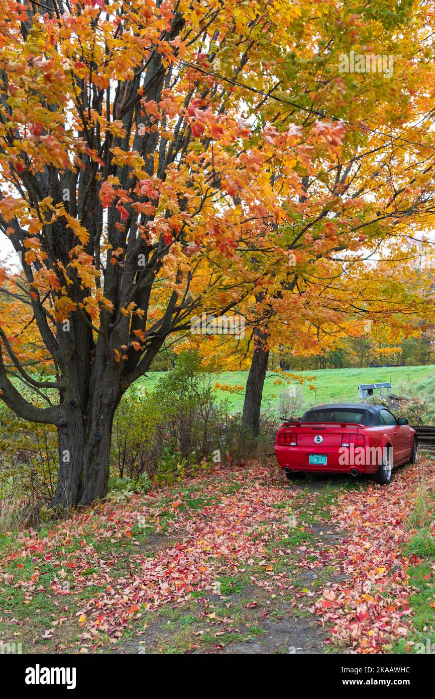 Red sport car parked under a colorful autumn tree, Cabot, Vermont, USA