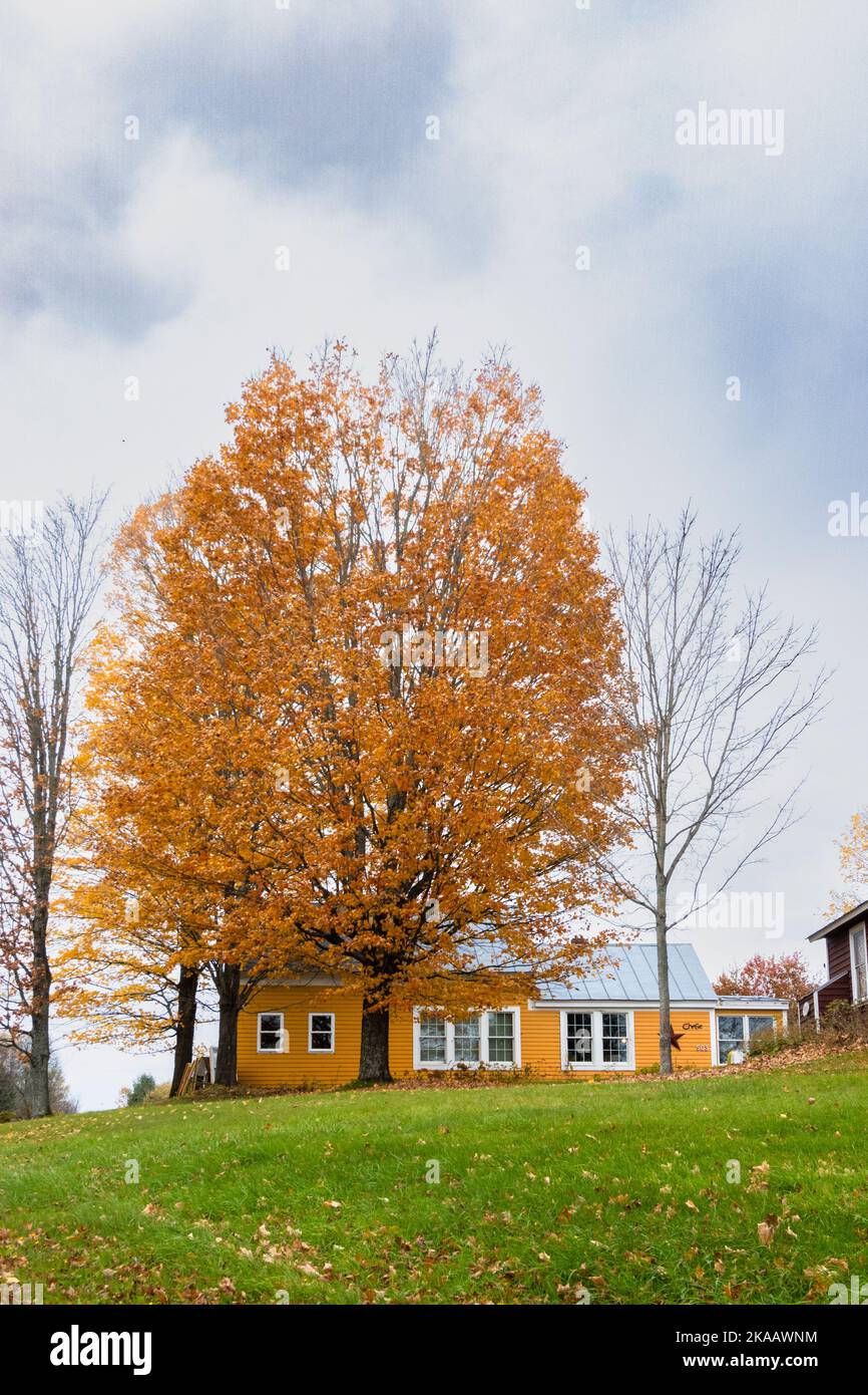 Yellow house with yellow tree in autumn, Hardwick, Vermont, USA Stock Photo