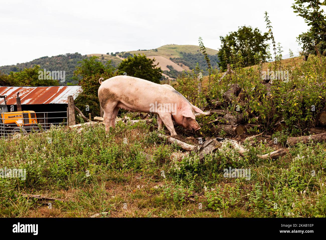 Pig eating on a meadow in an organic meat farm, France Stock Photo