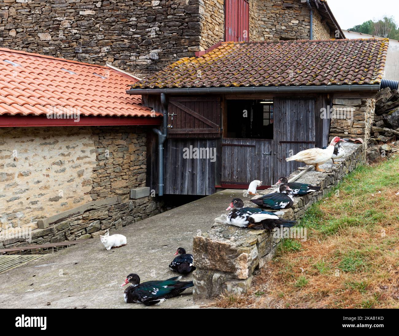 Farmhouse with domestic animals in the French town Stock Photo