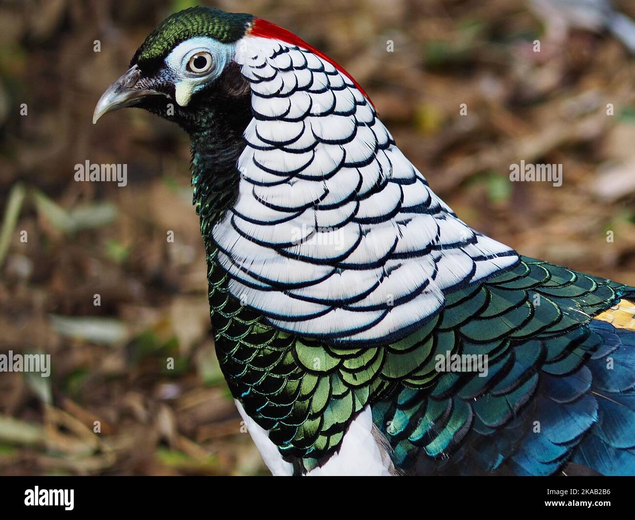 Arresting elegant male Lady Amherst's Pheasant with magnificent glamorous plumage. Stock Photo