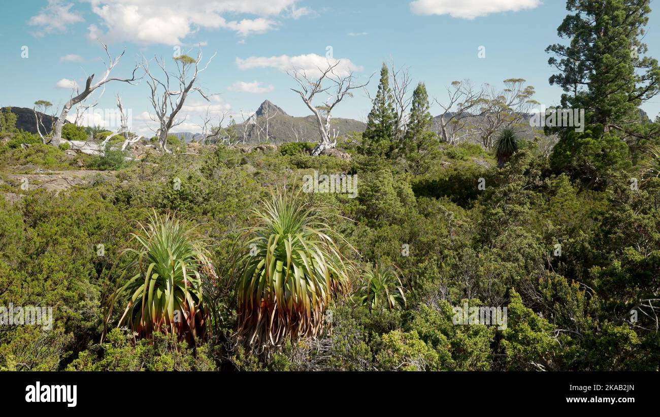 wide shot of pandani plants growing at the labyrinth in tasmania Stock Photo