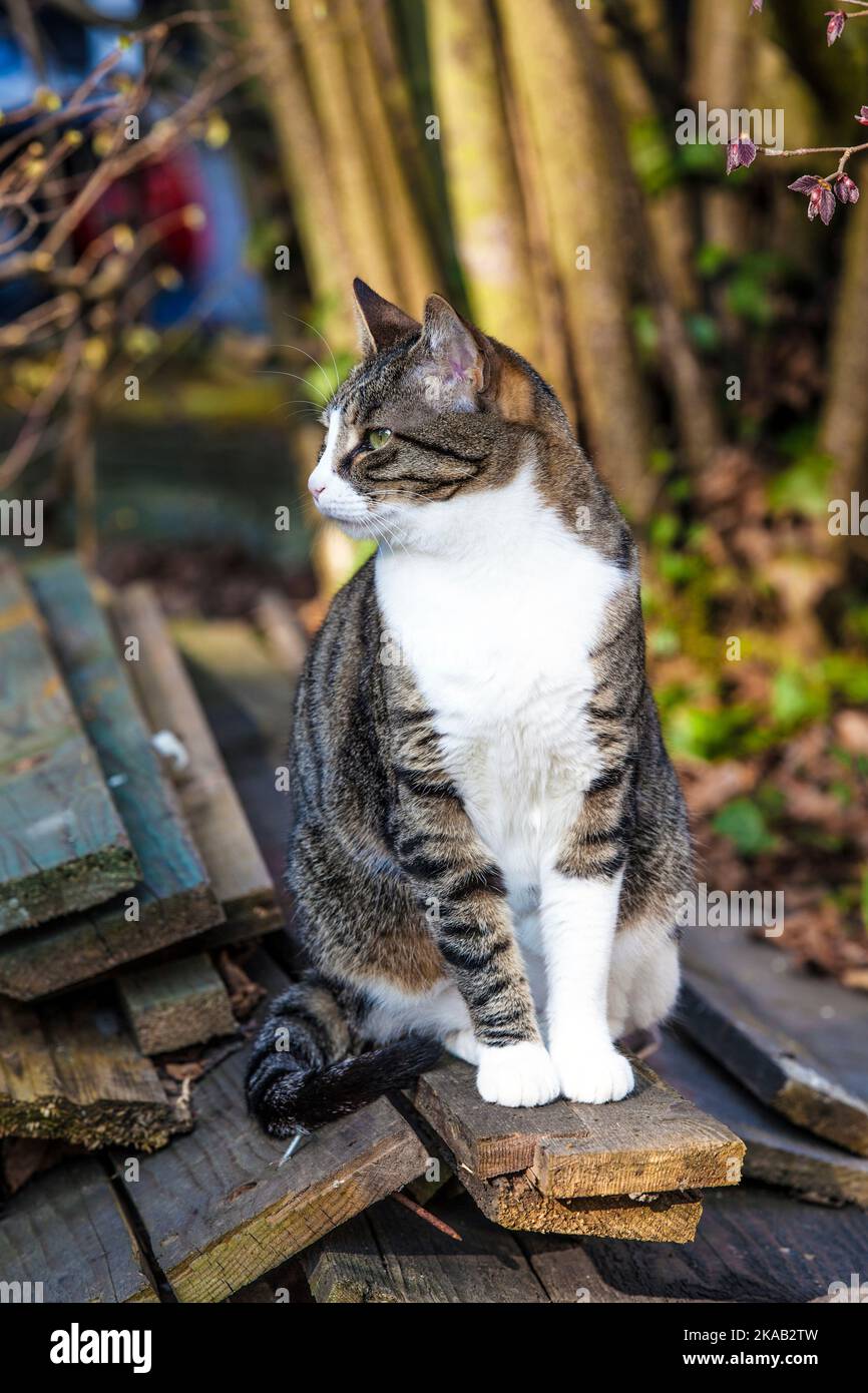 cute cat in the garden Stock Photo - Alamy