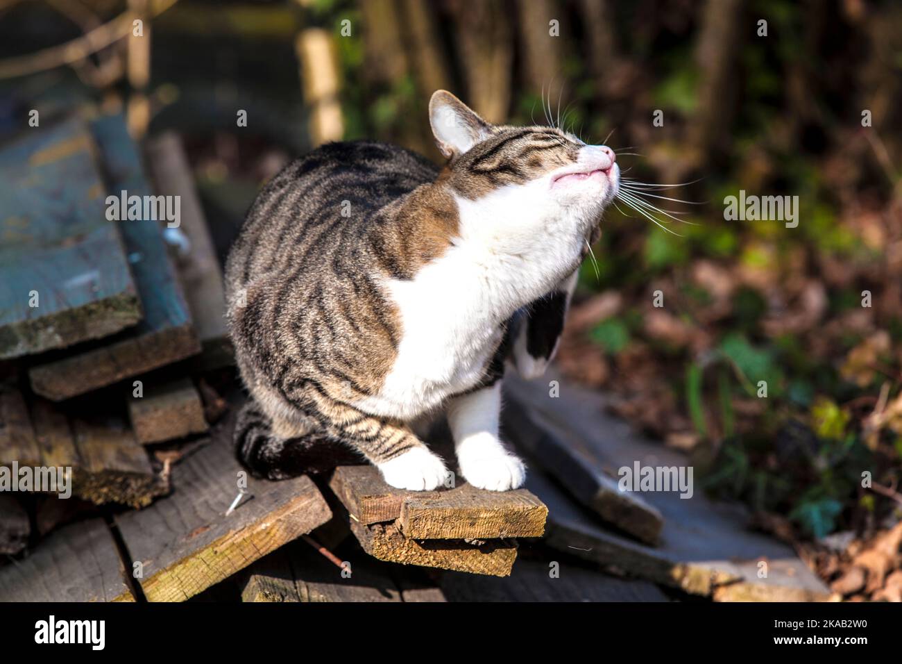 cute cat in the garden Stock Photo - Alamy