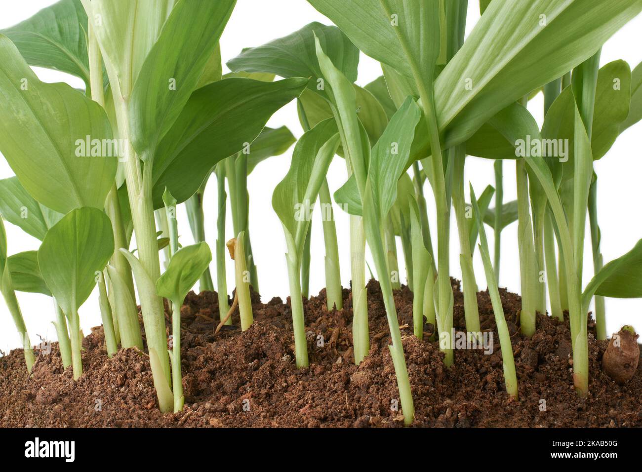 closeup of growing young turmeric plants, curcuma longa, herbal medicinal plant isolated on