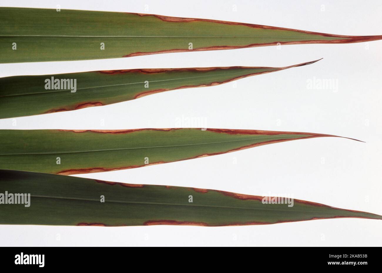 LEAVES OF WATSONIA (BUGLE LILY) PLANT DAMAGED BY EXCESS NUTRIENTS. Stock Photo
