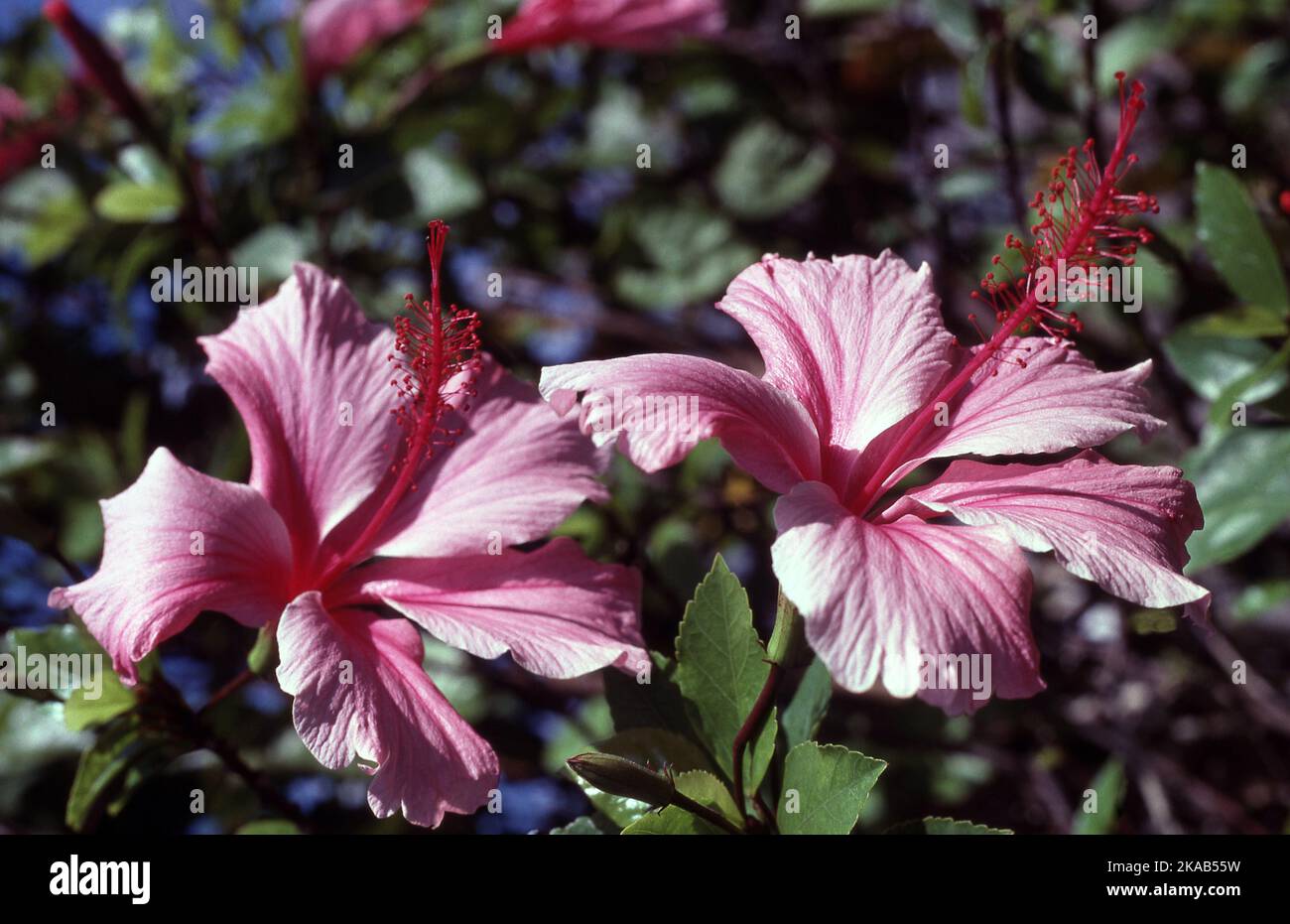 HIBISCUS FLOWERS 'RUTH WILLCOX' Stock Photo