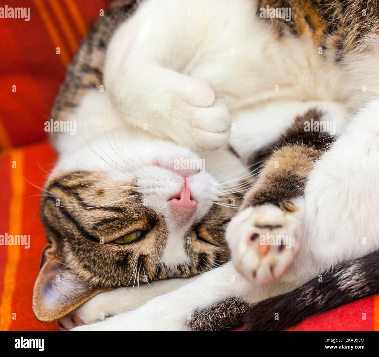 cute cat sleeping on a couch Stock Photo - Alamy