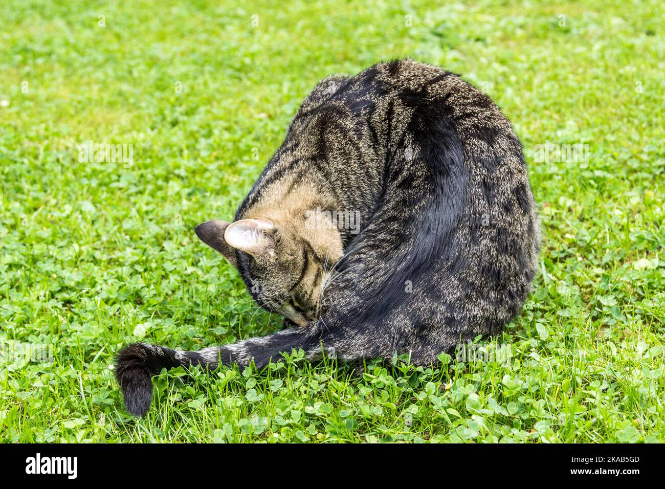 cat lies on the grass and cleans itself Stock Photo