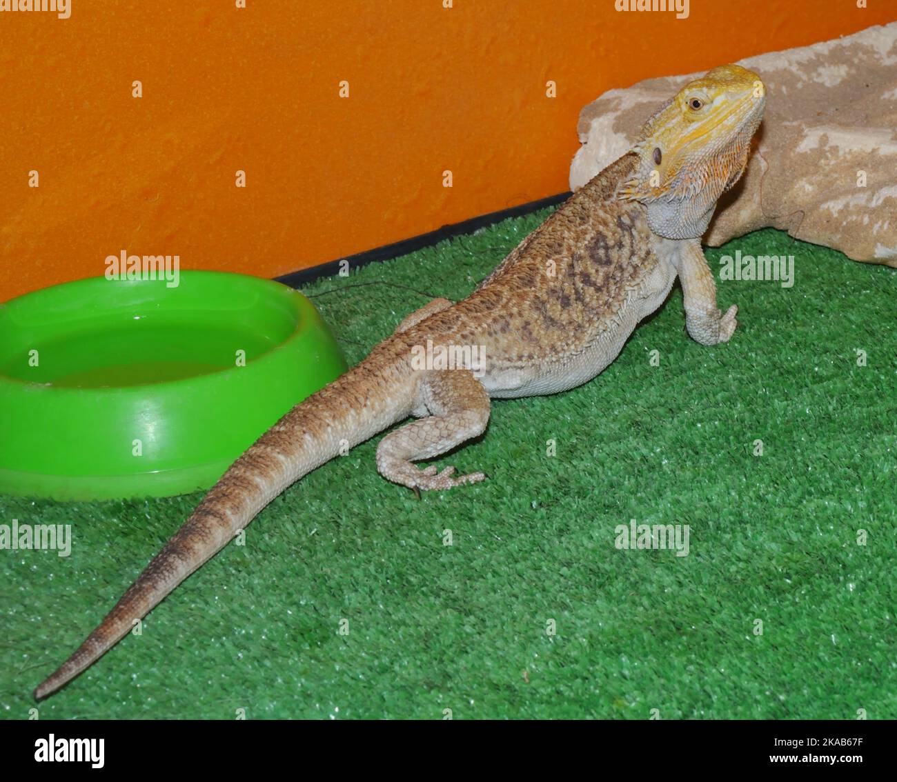 Bearded agama (Latin. Pogona vitticeps), or bearded lizard - a species