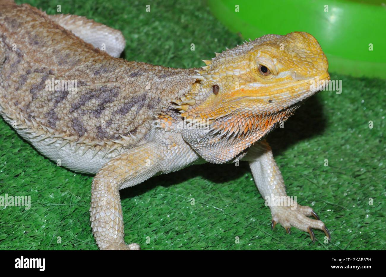 Bearded agama (Latin. Pogona vitticeps), or bearded lizard - a species