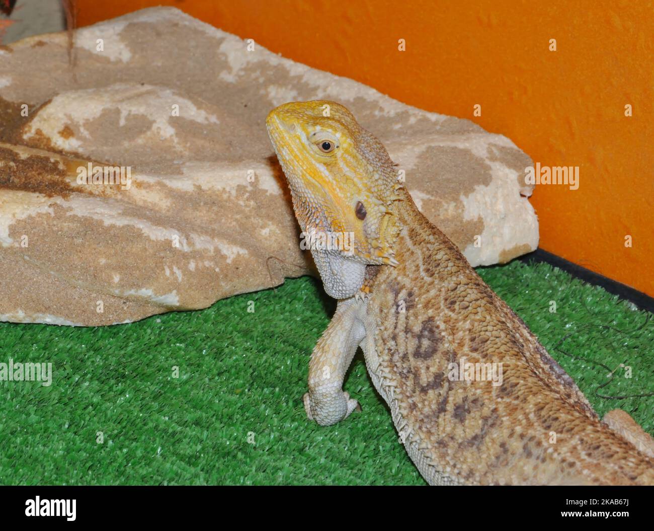 Bearded agama (Latin. Pogona vitticeps), or bearded lizard - a species