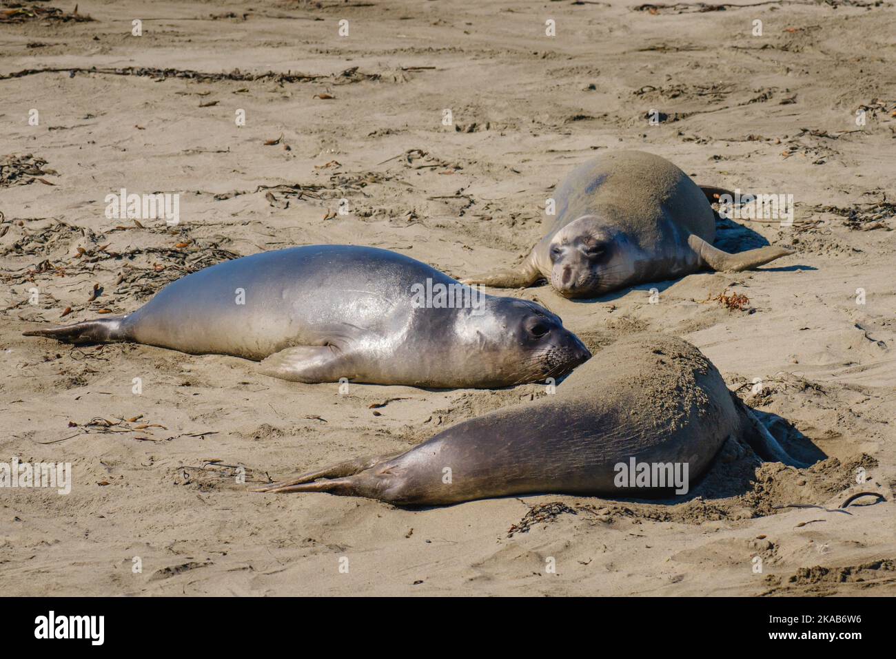 Elephant seals on the beach, Piedras Blancas, San Simeon, California