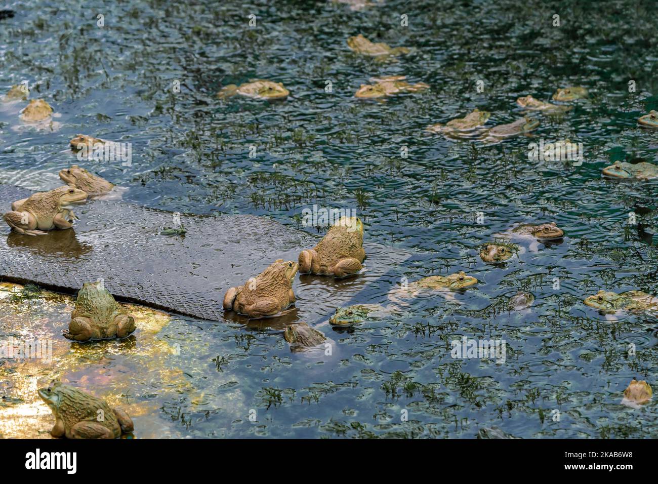 Frogs farm for agriculture at house. Cultivation of frogs with water