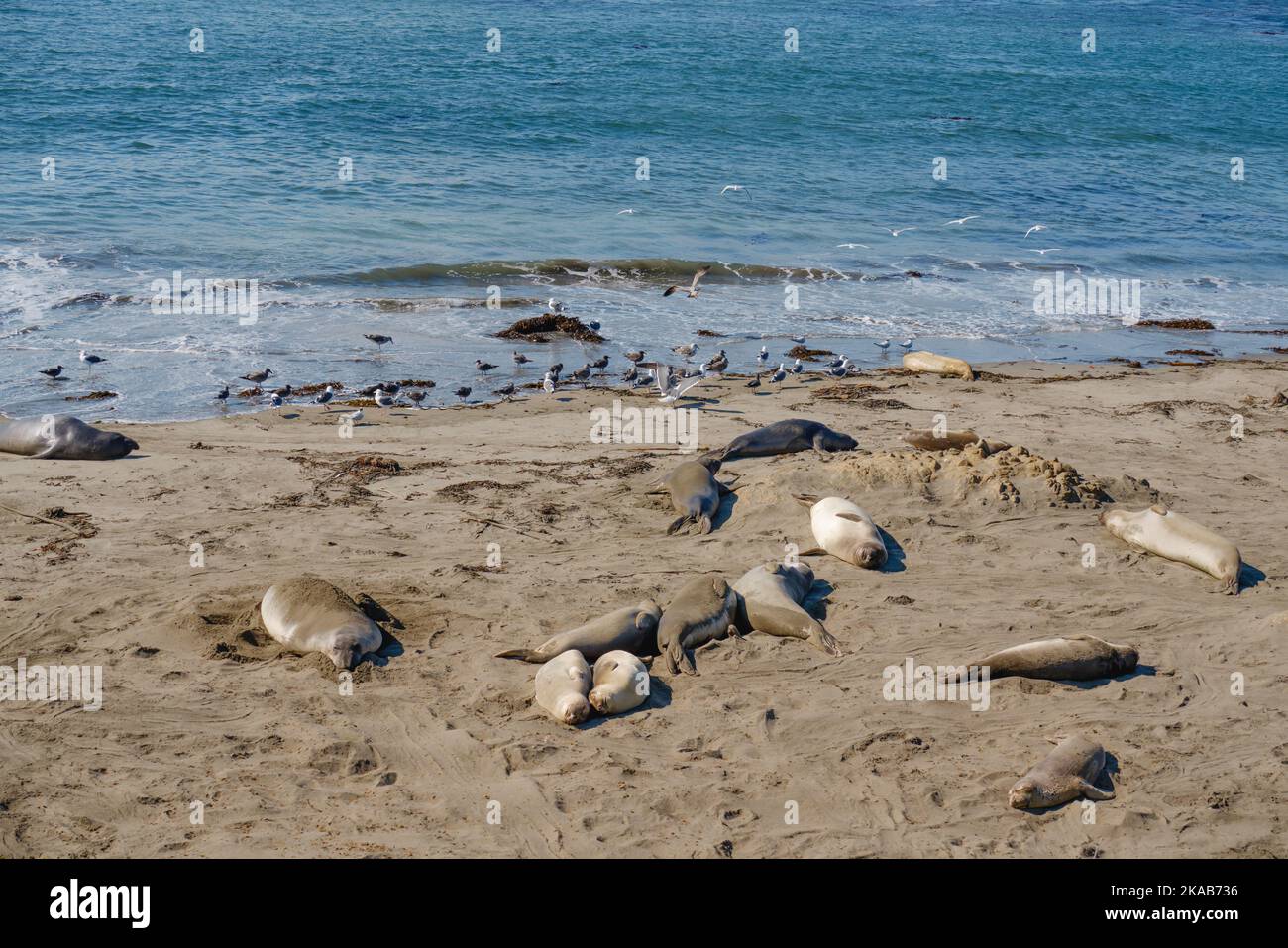 Seals on the beach, and flock of birds, blue ocean background ...