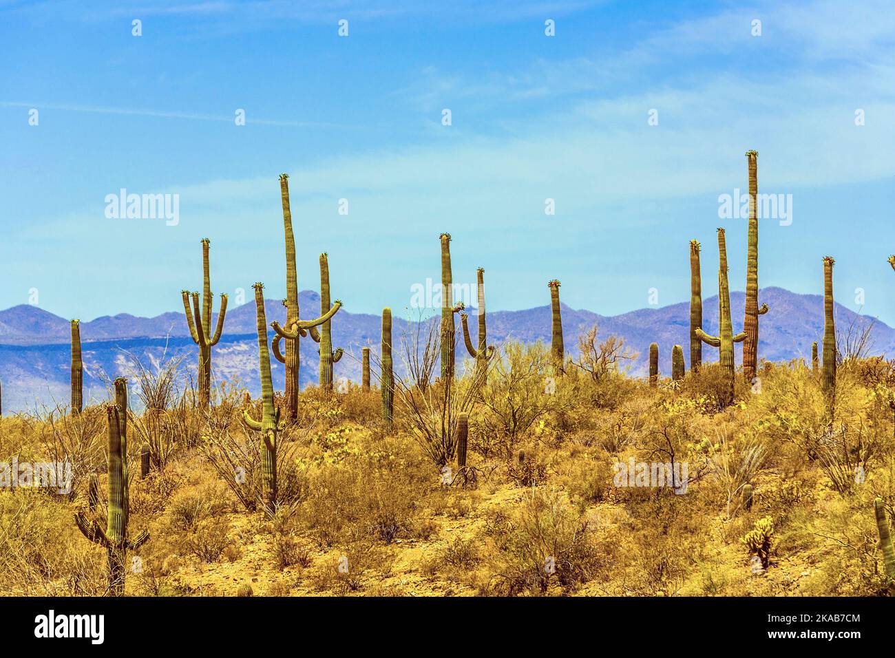 blooming cactus in detail in the desert with blue sky Stock Photo - Alamy