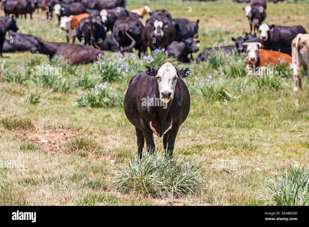 cows grazing at the green meadow Stock Photo - Alamy