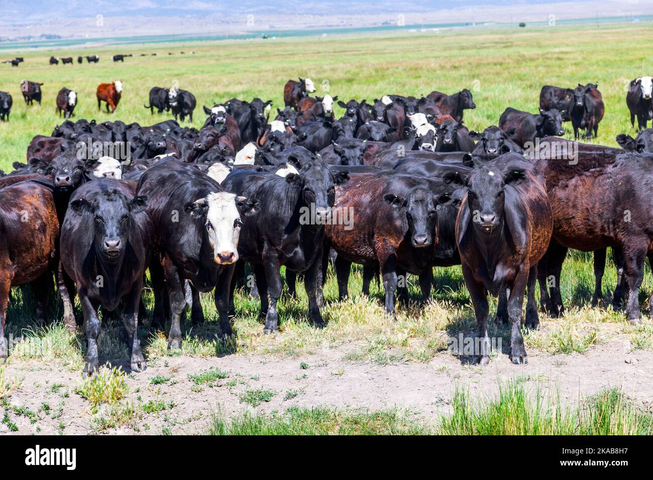 group of cows grazing on the meadow Stock Photo - Alamy