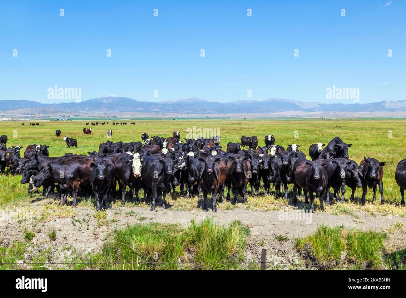 group of cows grazing on the meadow Stock Photo - Alamy
