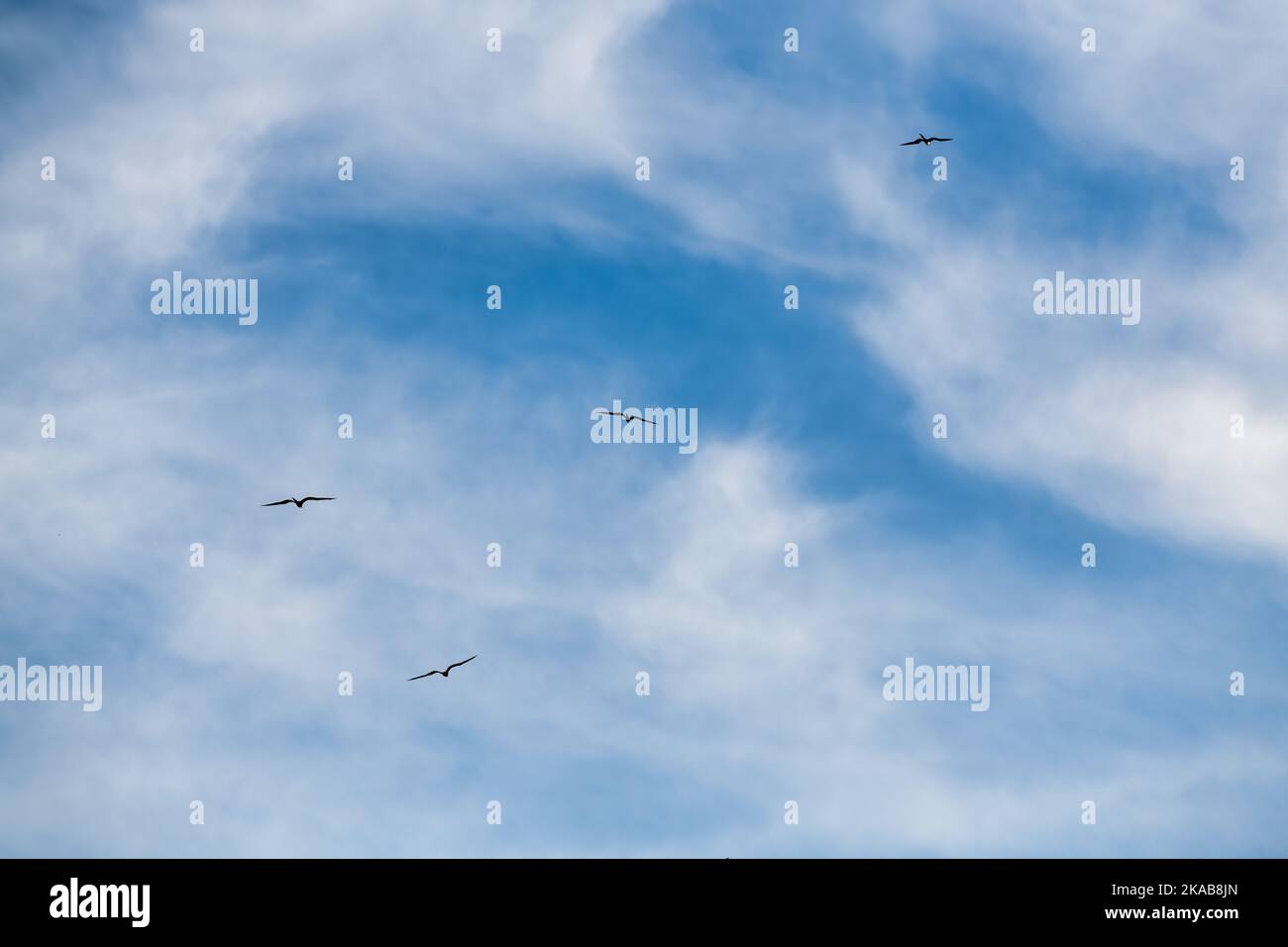 Beautiful blue sky flying birds hi-res stock photography and images - Alamy