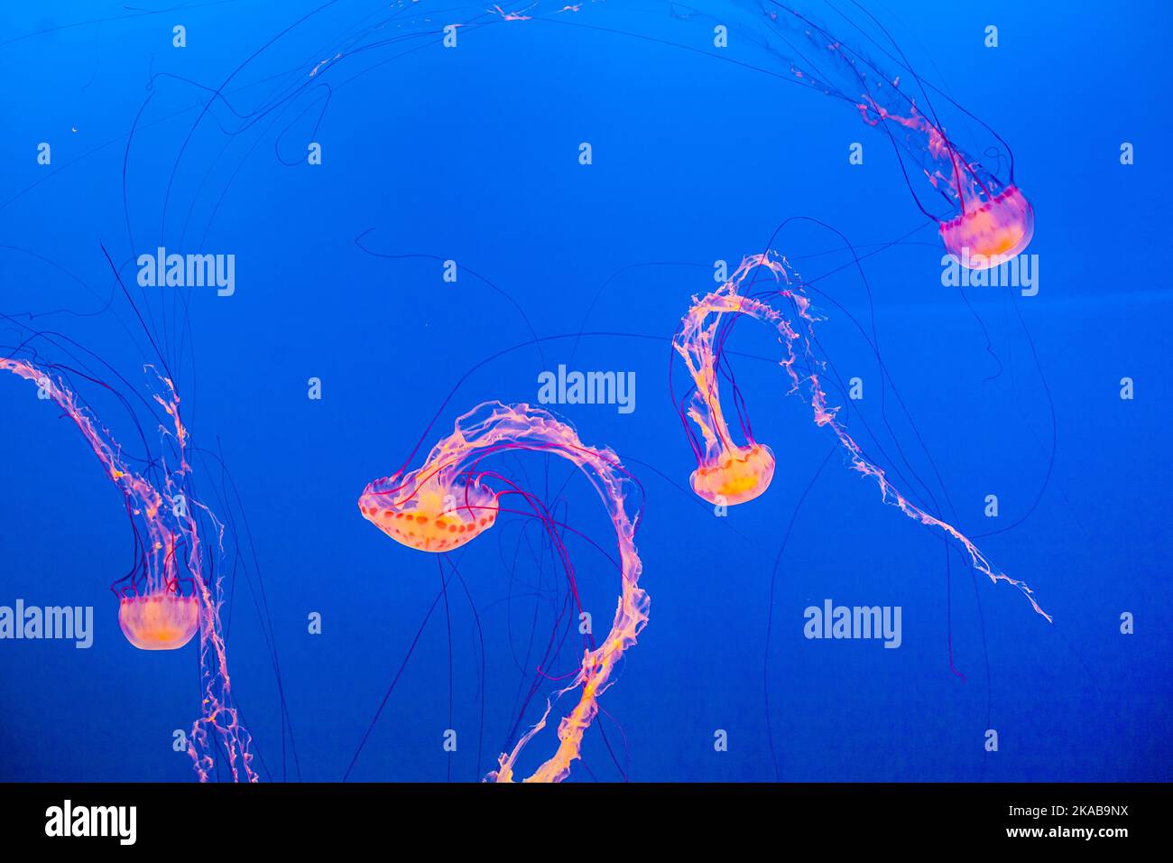 jelly fish in the deep blue sea Stock Photo - Alamy
