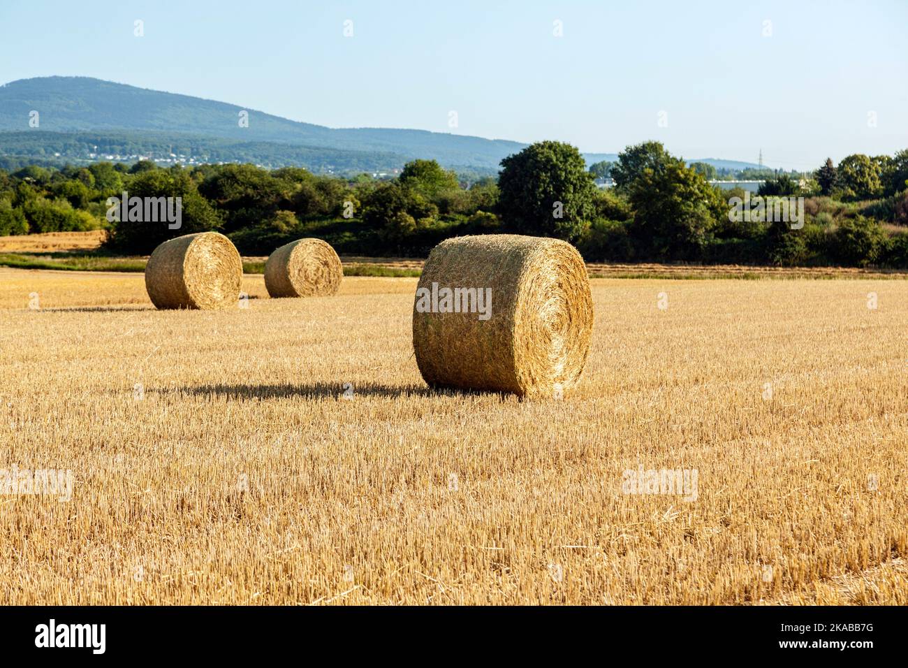 golden corn field in harvest with silo Stock Photo - Alamy