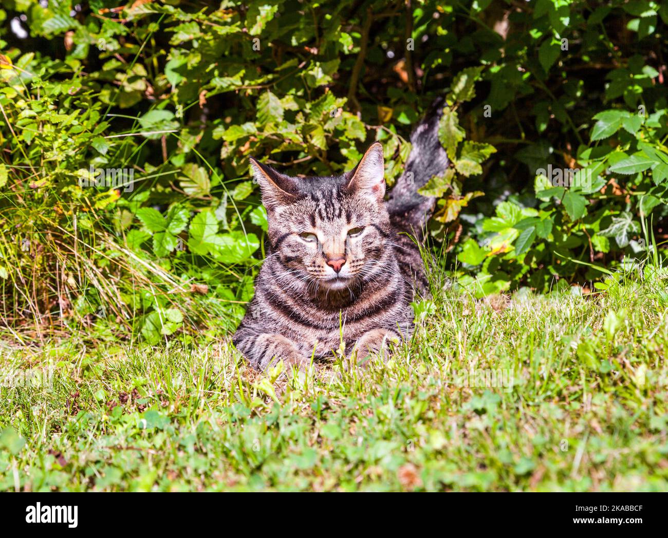 cute cat lying in the grass of the garden Stock Photo - Alamy