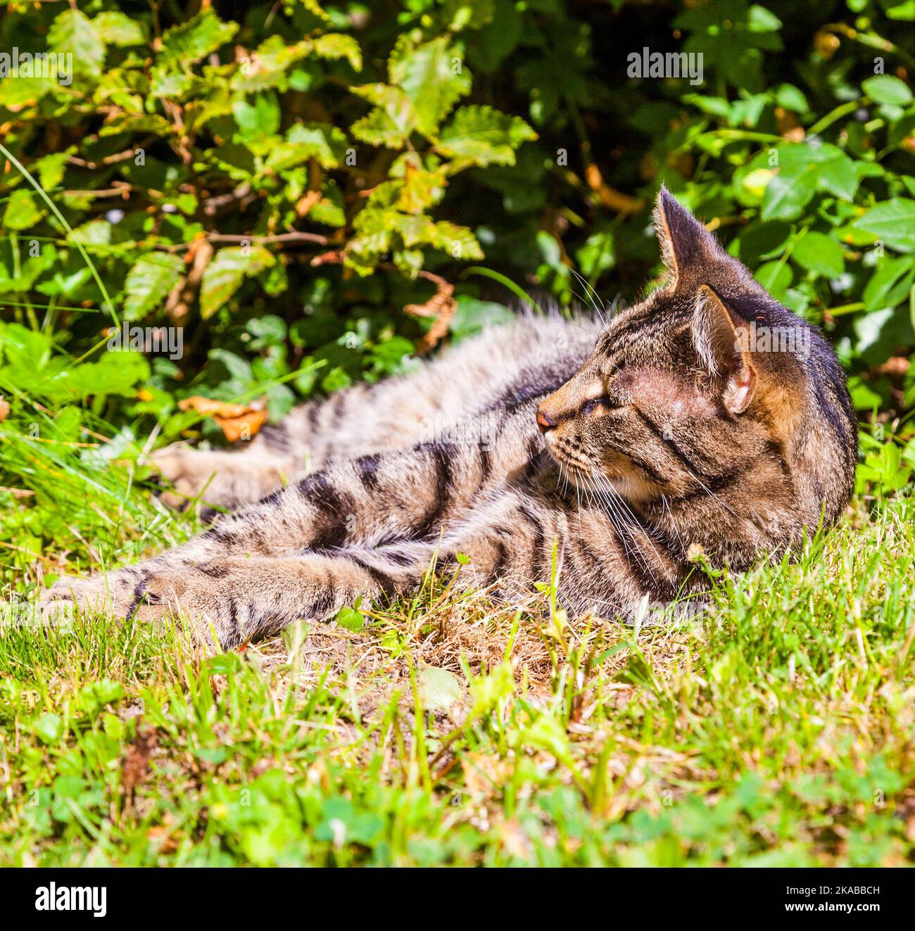 cute cat lying in the grass of the garden Stock Photo - Alamy