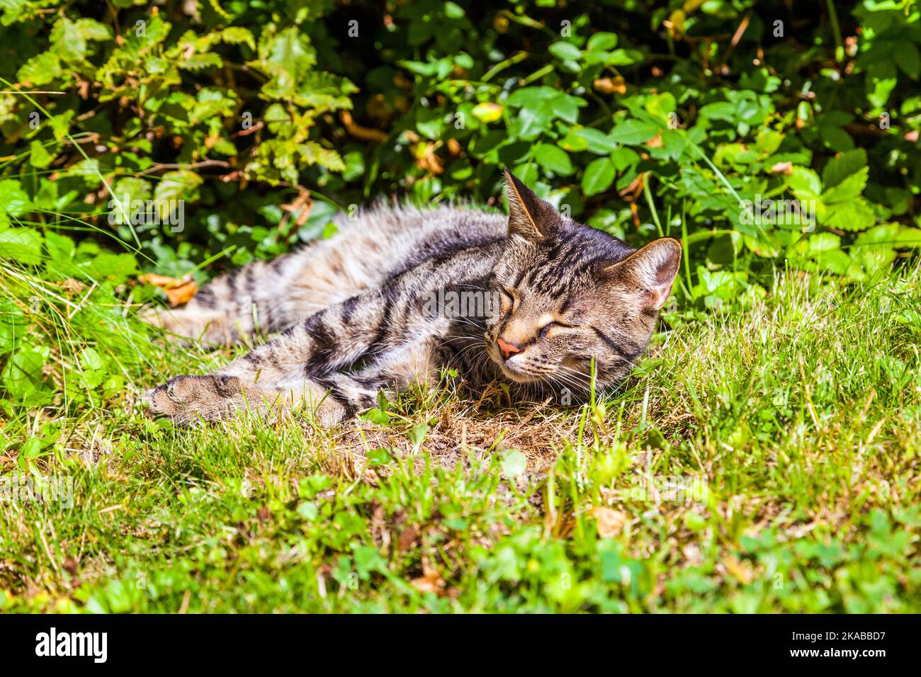 cute cat lying in the grass of the garden Stock Photo - Alamy