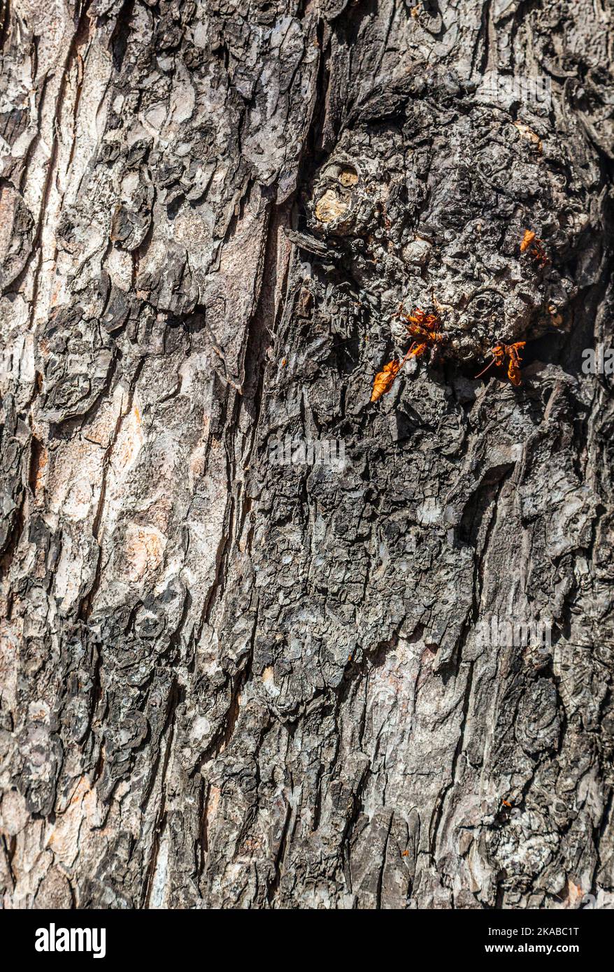 Old Wood Tree Texture Background Pattern Stock Photo - Alamy