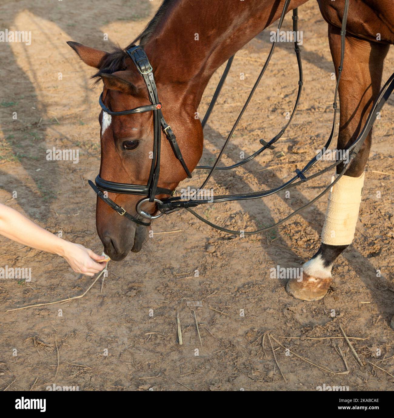 horse eating from hand Stock Photo Alamy