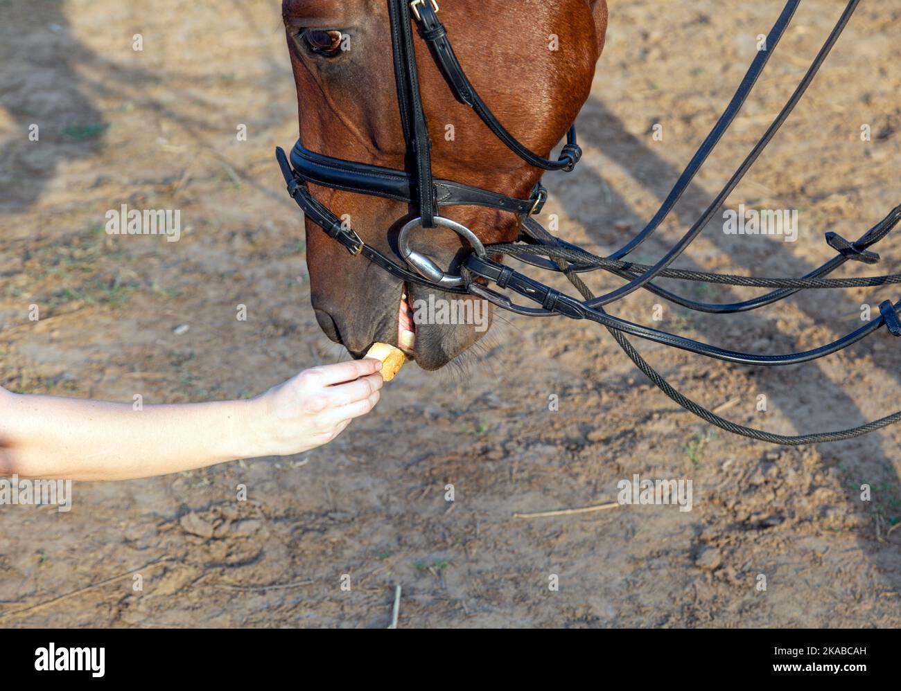 horse eating from hand Stock Photo Alamy