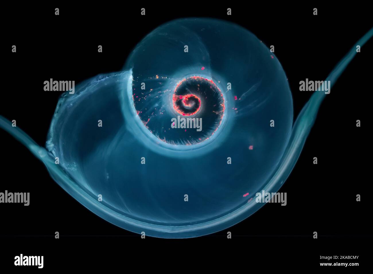 Mollusc shell hanging in a drop of water, light micrograph Stock Photo ...