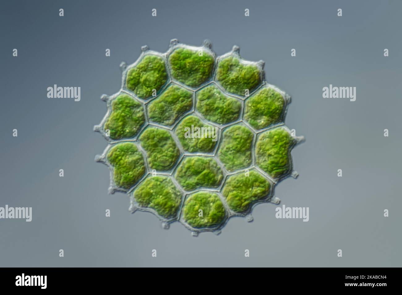 Green alga, light micrograph Stock Photo Alamy